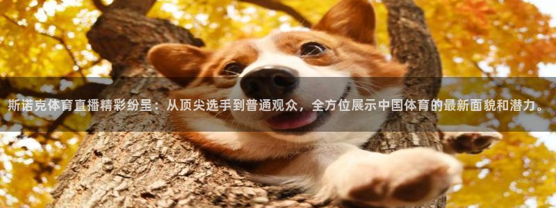 斯诺克体育直播精彩纷呈：从顶尖选手到普通观众，全方位展示中国体育的最新面貌和潜力。